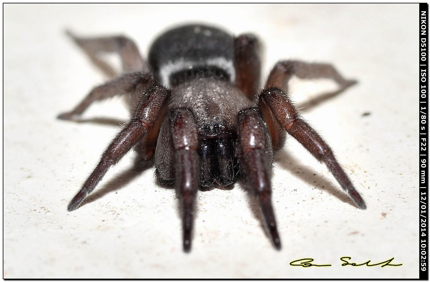 Trachyzelotes sp.? No. Scotophaeus scutulatus - Alghero (SS)